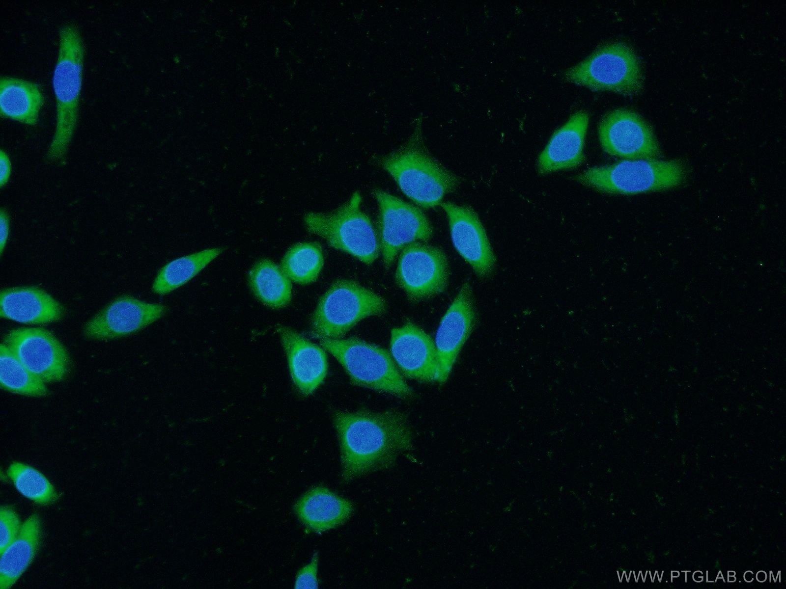 Immunofluorescence (IF) / fluorescent staining of HeLa cells using FKBPL Polyclonal antibody (23369-1-AP)