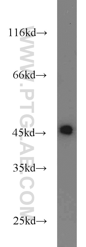Western Blot (WB) analysis of HeLa cells using FKBPL Polyclonal antibody (23369-1-AP)