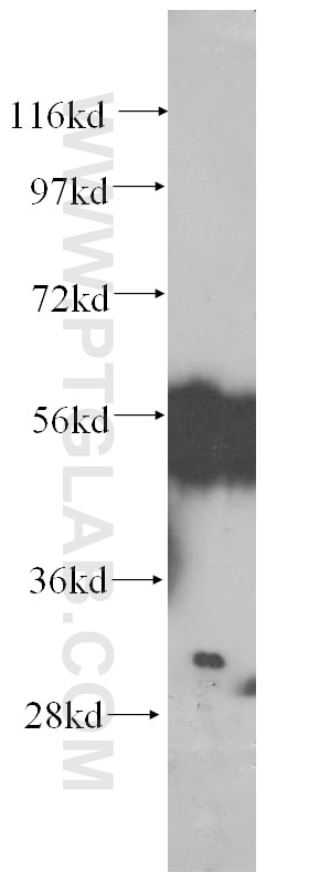 Western Blot (WB) analysis of mouse ovary tissue using FKBPL Monoclonal antibody (60030-1-Ig)