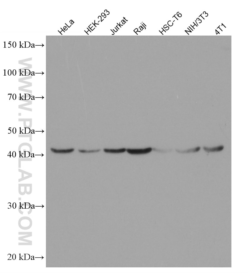 Western Blot (WB) analysis of various lysates using FKBPL Monoclonal antibody (66389-1-Ig)