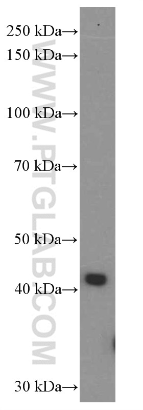 Western Blot (WB) analysis of MCF-7 cells using FKBPL Monoclonal antibody (66389-1-Ig)