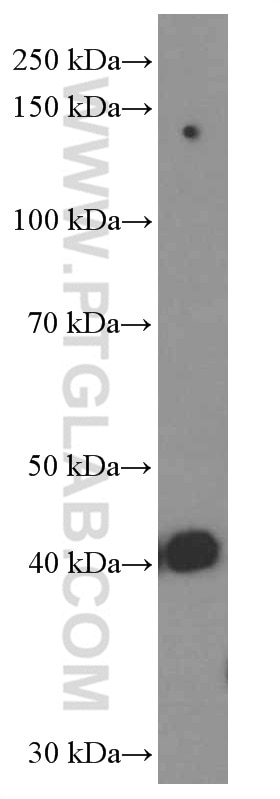 Western Blot (WB) analysis of HeLa cells using FKBPL Monoclonal antibody (66389-1-Ig)