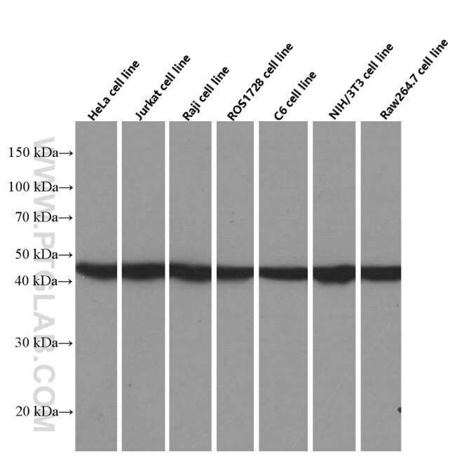 WB analysis of HeLa using 66389-1-Ig