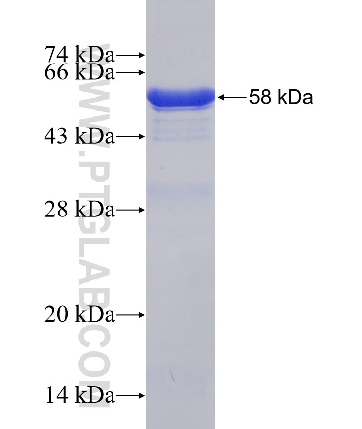 FKBPL fusion protein Ag0112 SDS-PAGE