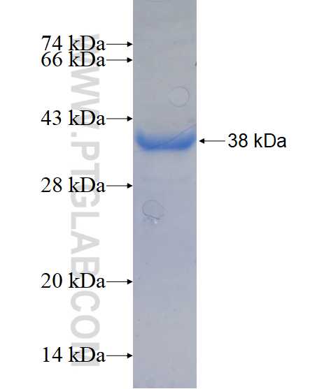 FKBPL fusion protein Ag16684 SDS-PAGE