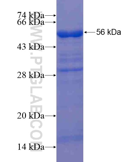 FKBPL fusion protein Ag19702 SDS-PAGE