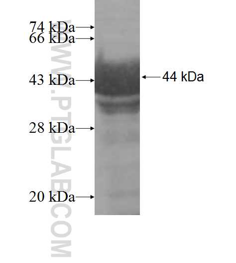 FKRP fusion protein Ag9654 SDS-PAGE