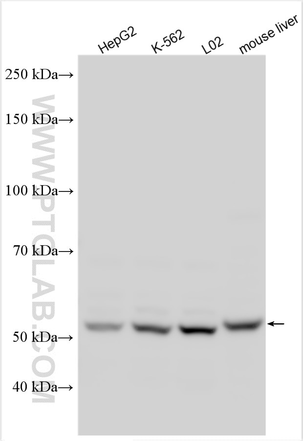 Western Blot (WB) analysis of various lysates using FLAD1 Polyclonal antibody (14118-1-AP)