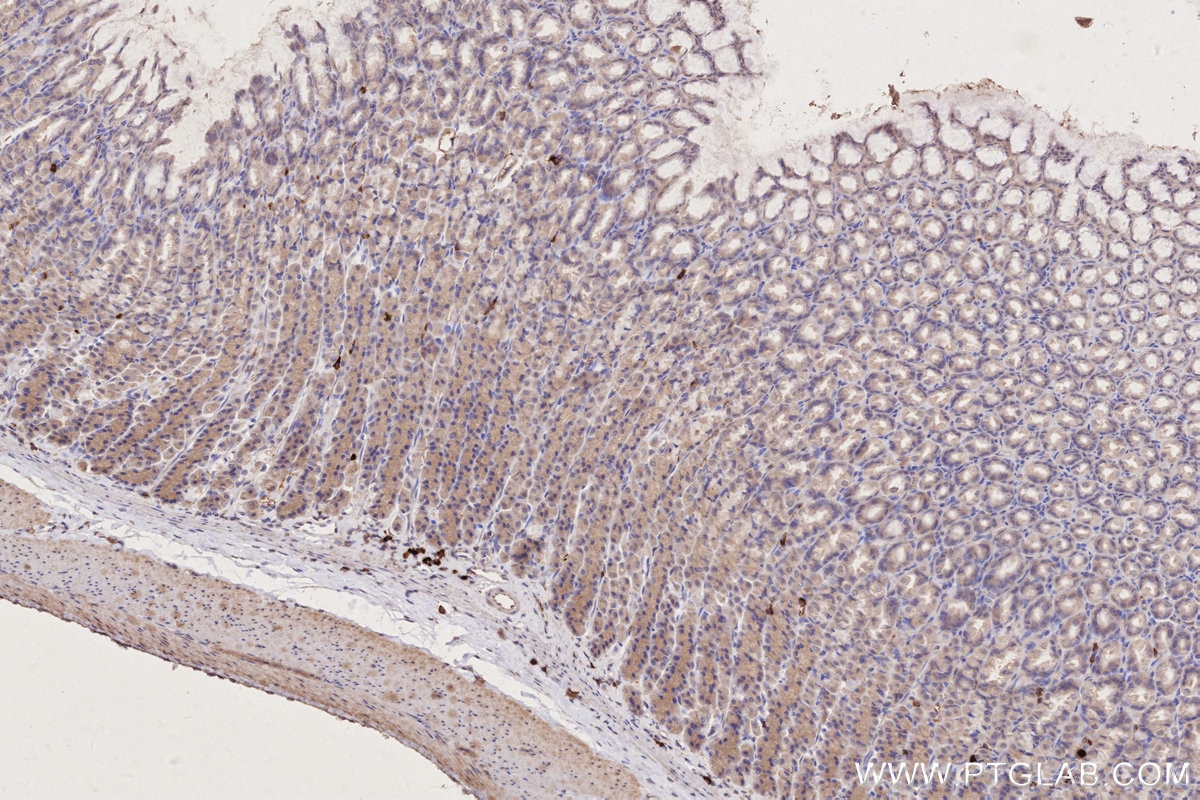 Immunohistochemistry (IHC) staining of rat stomach tissue using FLAD1 Monoclonal antibody (68491-1-Ig)