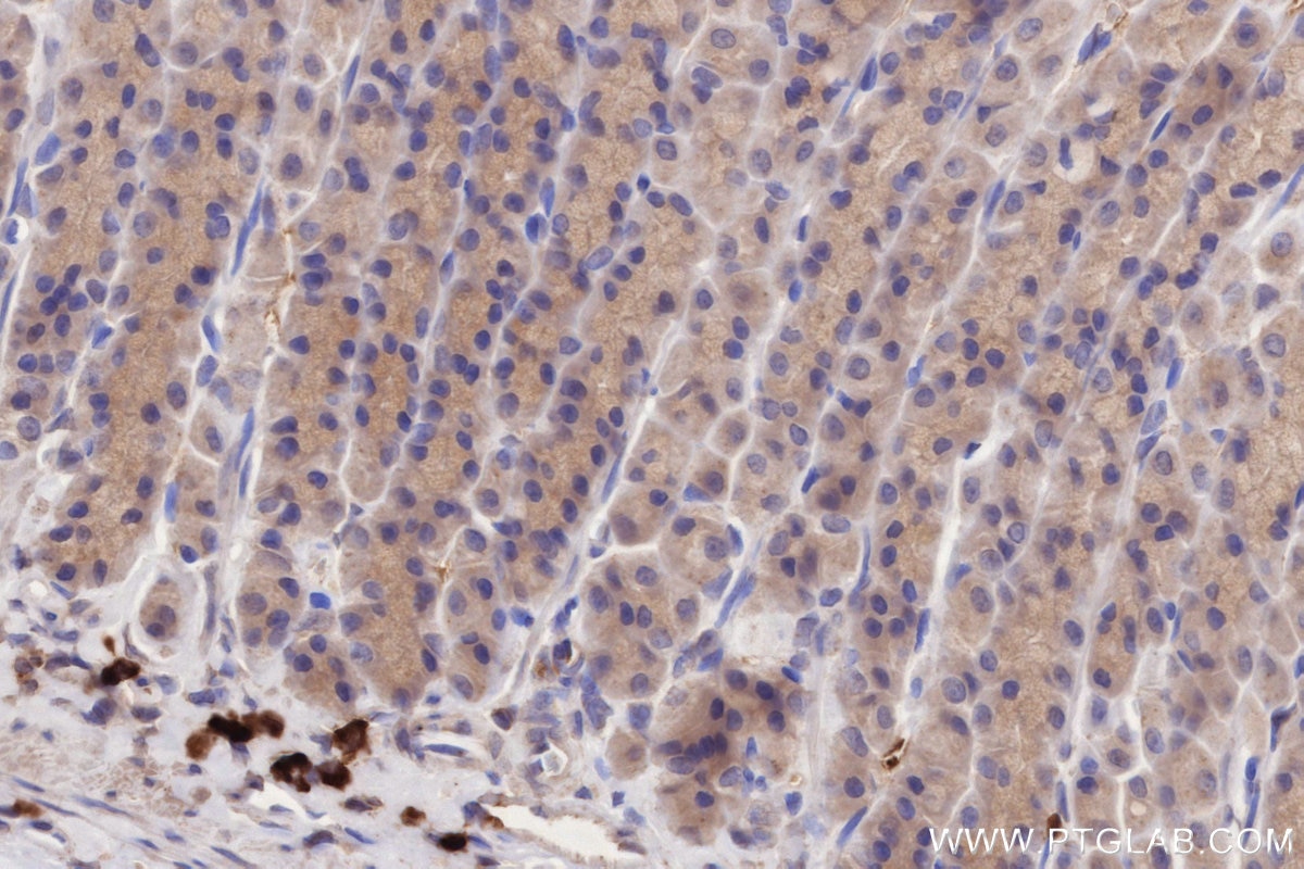 Immunohistochemistry (IHC) staining of rat stomach tissue using FLAD1 Monoclonal antibody (68491-1-Ig)
