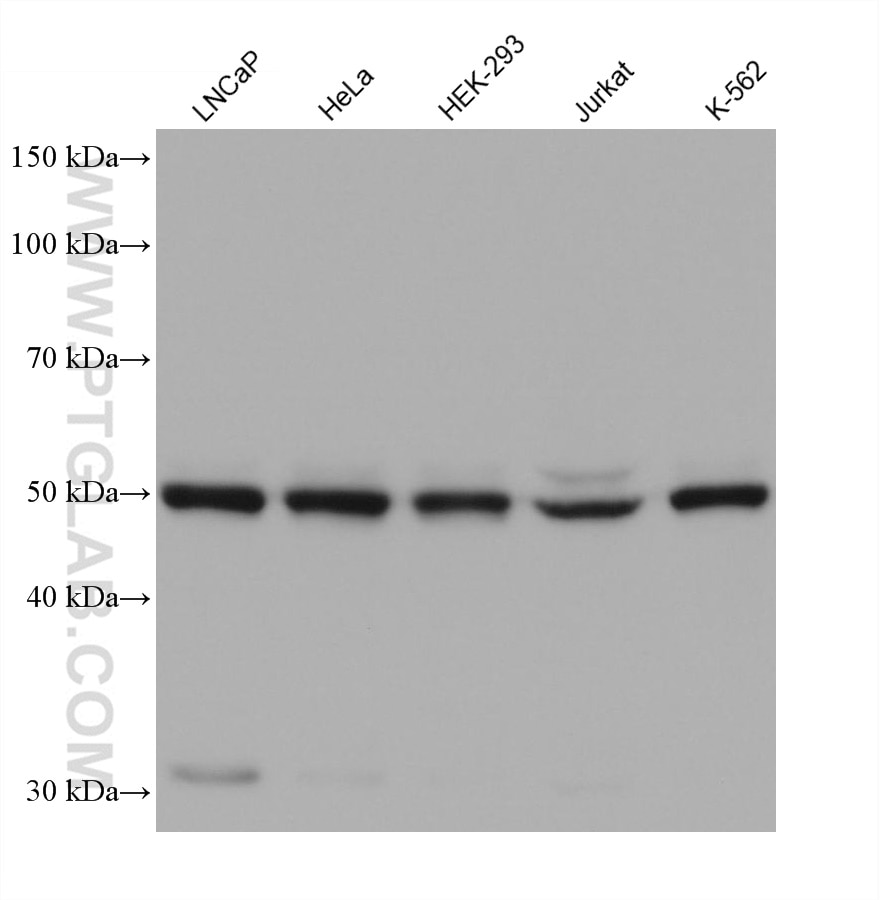 Western Blot (WB) analysis of various lysates using FLAD1 Monoclonal antibody (68491-1-Ig)