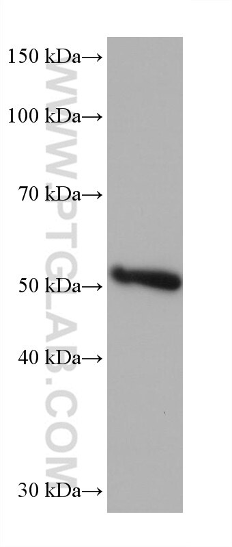 Western Blot (WB) analysis of U2OS cells using FLAD1 Monoclonal antibody (68491-1-Ig)