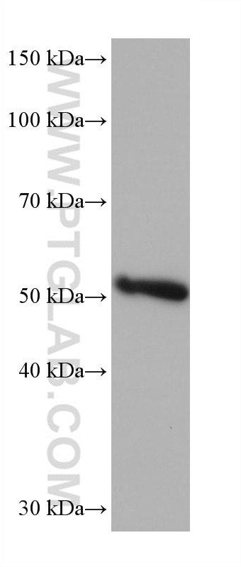 WB analysis of U2OS using 68491-1-Ig