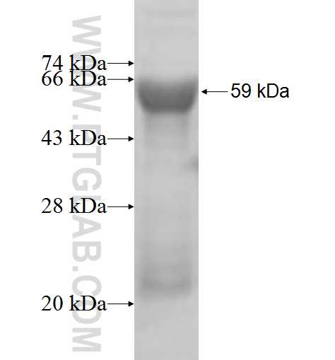 FLAD1 fusion protein Ag5267 SDS-PAGE