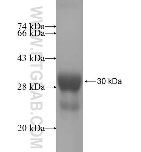 FLAD1 fusion protein Ag6845 SDS-PAGE