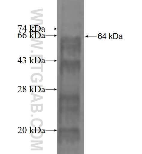 FLCN fusion protein Ag1746 SDS-PAGE