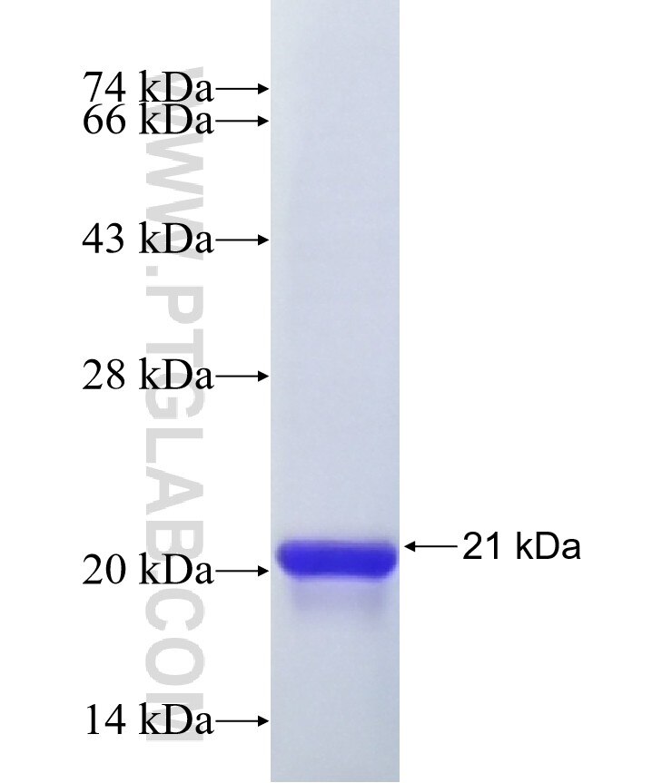 FLG2 fusion protein Ag41546 SDS-PAGE
