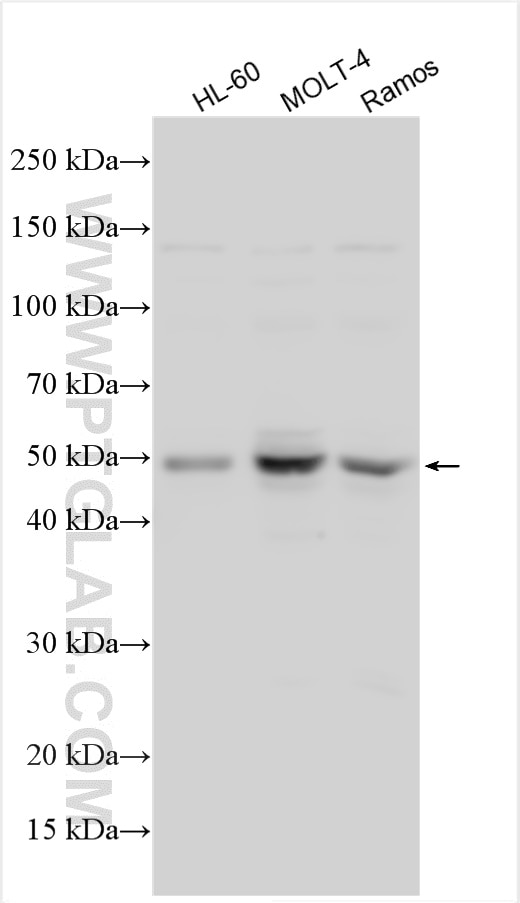 WB analysis using 11347-1-AP