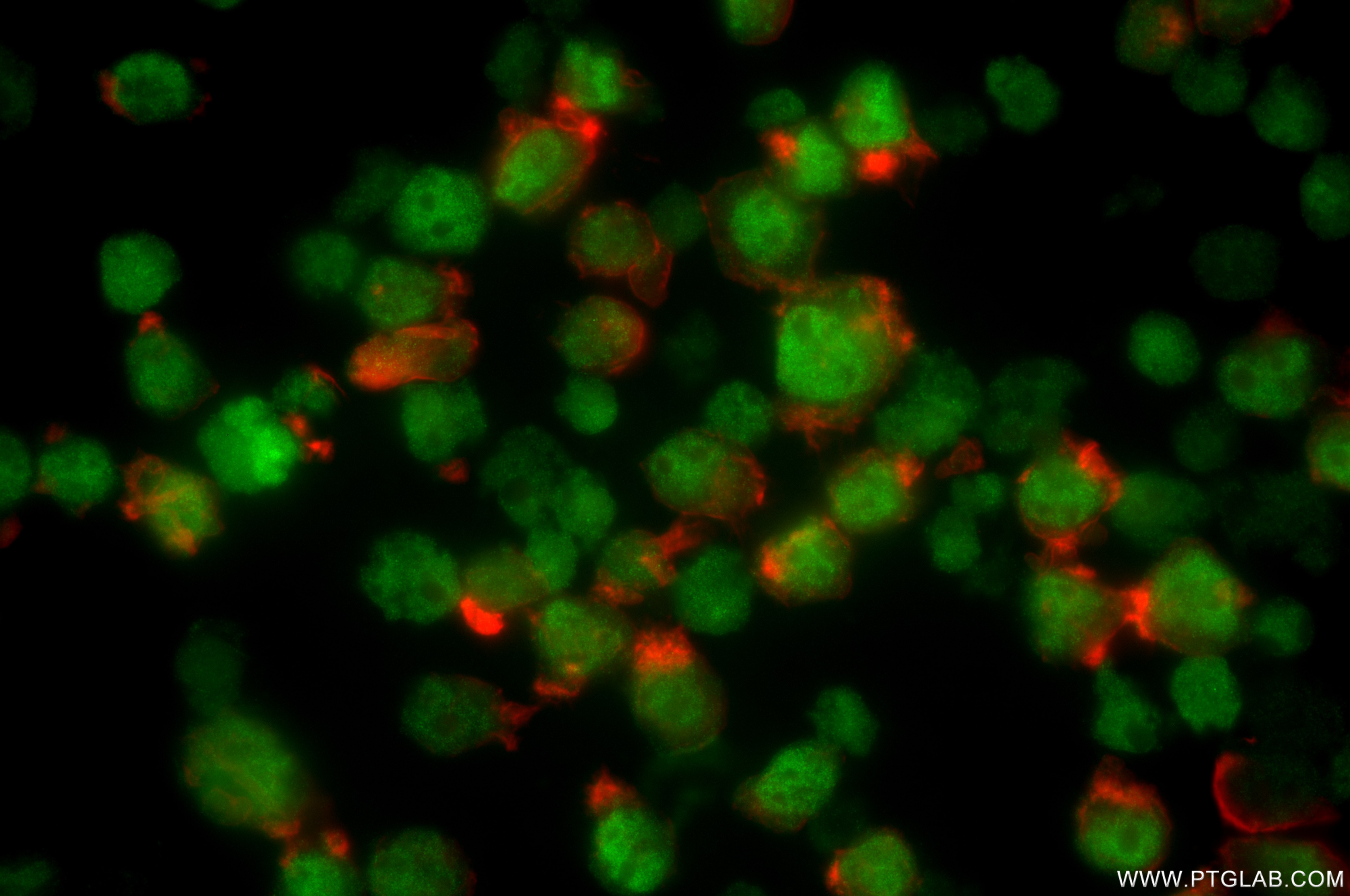 Immunofluorescence (IF) / fluorescent staining of HEL cells using FLI1 Recombinant antibody (85931-1-RR)