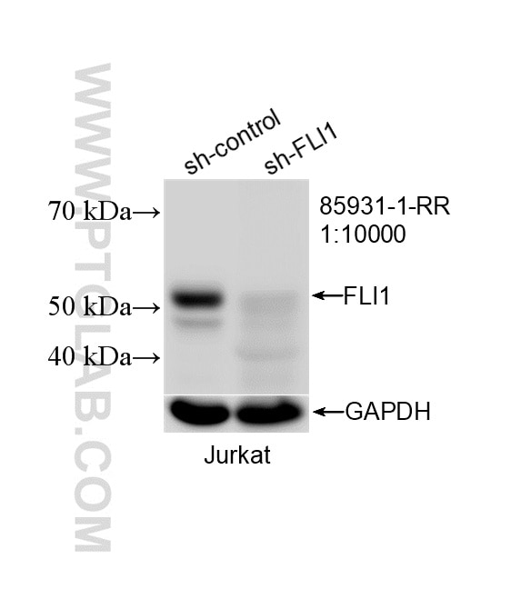 WB analysis of Jurkat using 85931-1-RR (same clone as 85931-1-PBS) Western Blot (WB) analysis of Jurkat cells using FLI1 Recombinant monoclonal antibody (85931-1-RR)