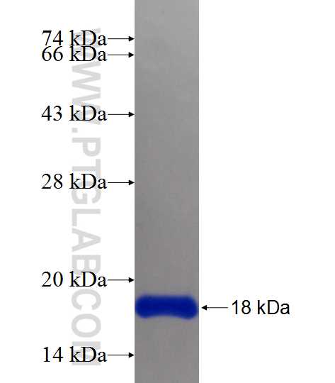 FLI1 fusion protein Ag24694 SDS-PAGE