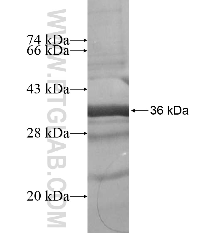 FLI1 fusion protein Ag16791 SDS-PAGE