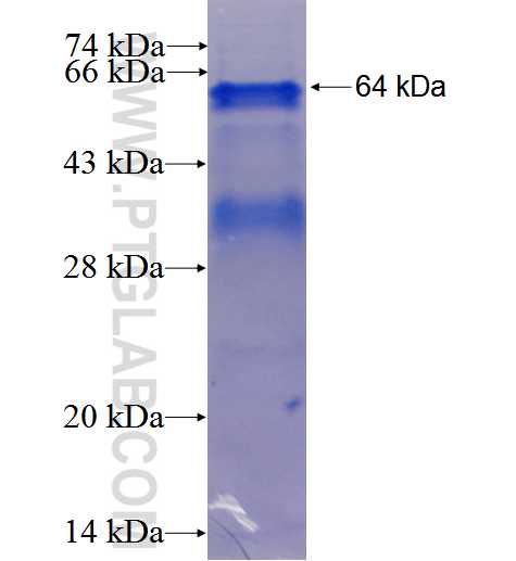 FLI1 fusion protein Ag1899 SDS-PAGE