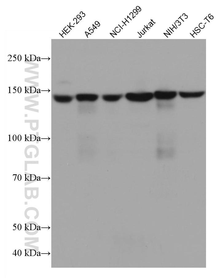 Western Blot (WB) analysis of various lysates using Flightless I Monoclonal antibody (67039-1-Ig)