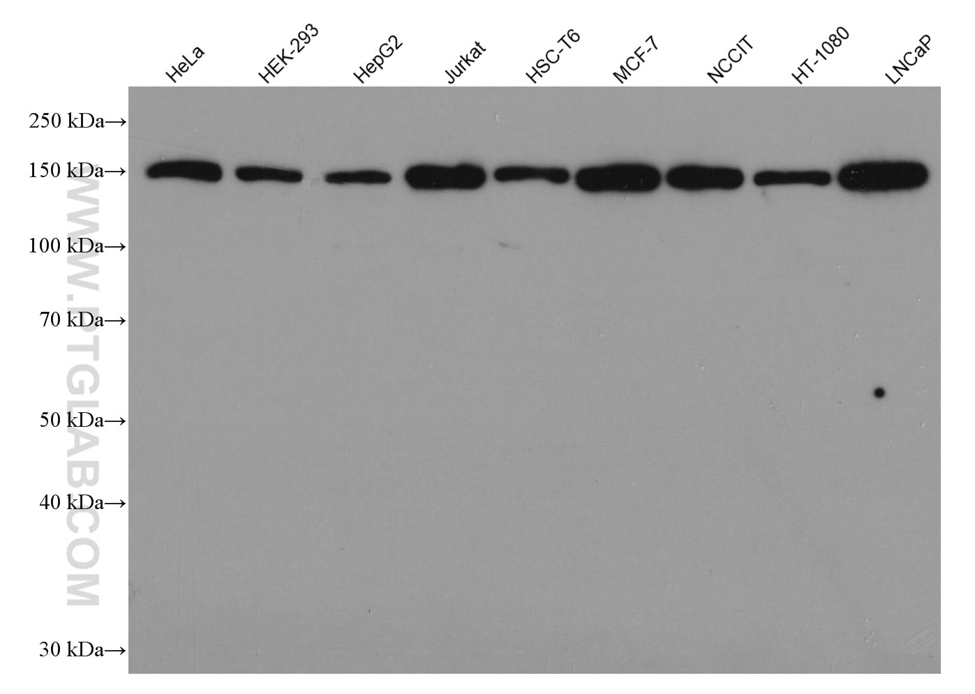 Western Blot (WB) analysis of various lysates using Flightless I Monoclonal antibody (67039-1-Ig)