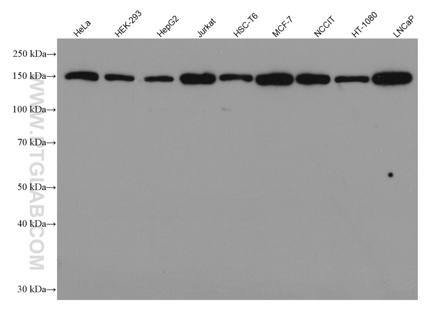 WB analysis using 67039-1-Ig