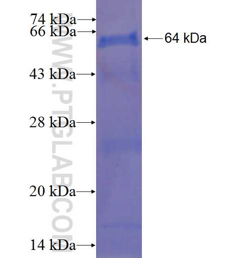FLII fusion protein Ag2240 SDS-PAGE
