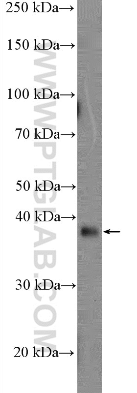 Western Blot (WB) analysis of mouse thymus tissue using AAGAB Polyclonal antibody (27319-1-AP)