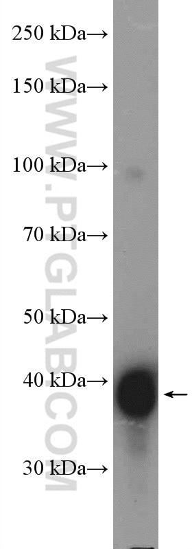 WB analysis of K-562 using 27319-1-AP