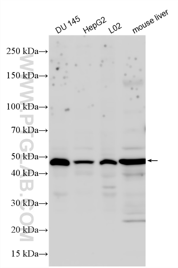 Western Blot (WB) analysis of various lysates using PRR5L/Protor-2 Polyclonal antibody (26355-1-AP)