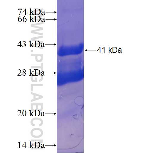 FLJ14213 fusion protein Ag23837 SDS-PAGE