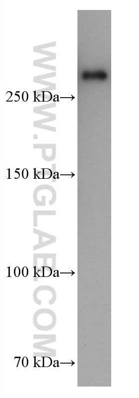 Western Blot (WB) analysis of HEK-293 cells using FLNA Monoclonal antibody (67133-1-Ig)