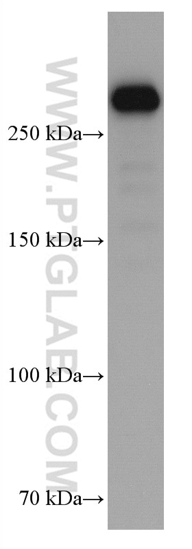 Western Blot (WB) analysis of MCF-7 cells using FLNA Monoclonal antibody (67133-1-Ig)