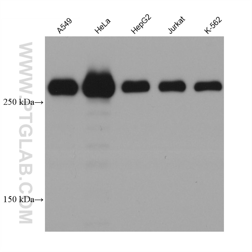 Western Blot (WB) analysis of various lysates using FLNA Monoclonal antibody (67133-1-Ig)