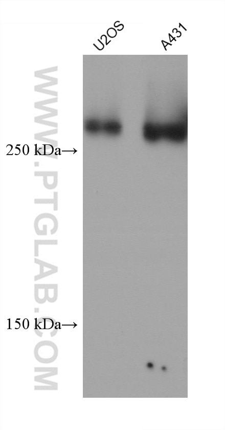 Western Blot (WB) analysis of various lysates using FLNA Monoclonal antibody (67133-1-Ig)