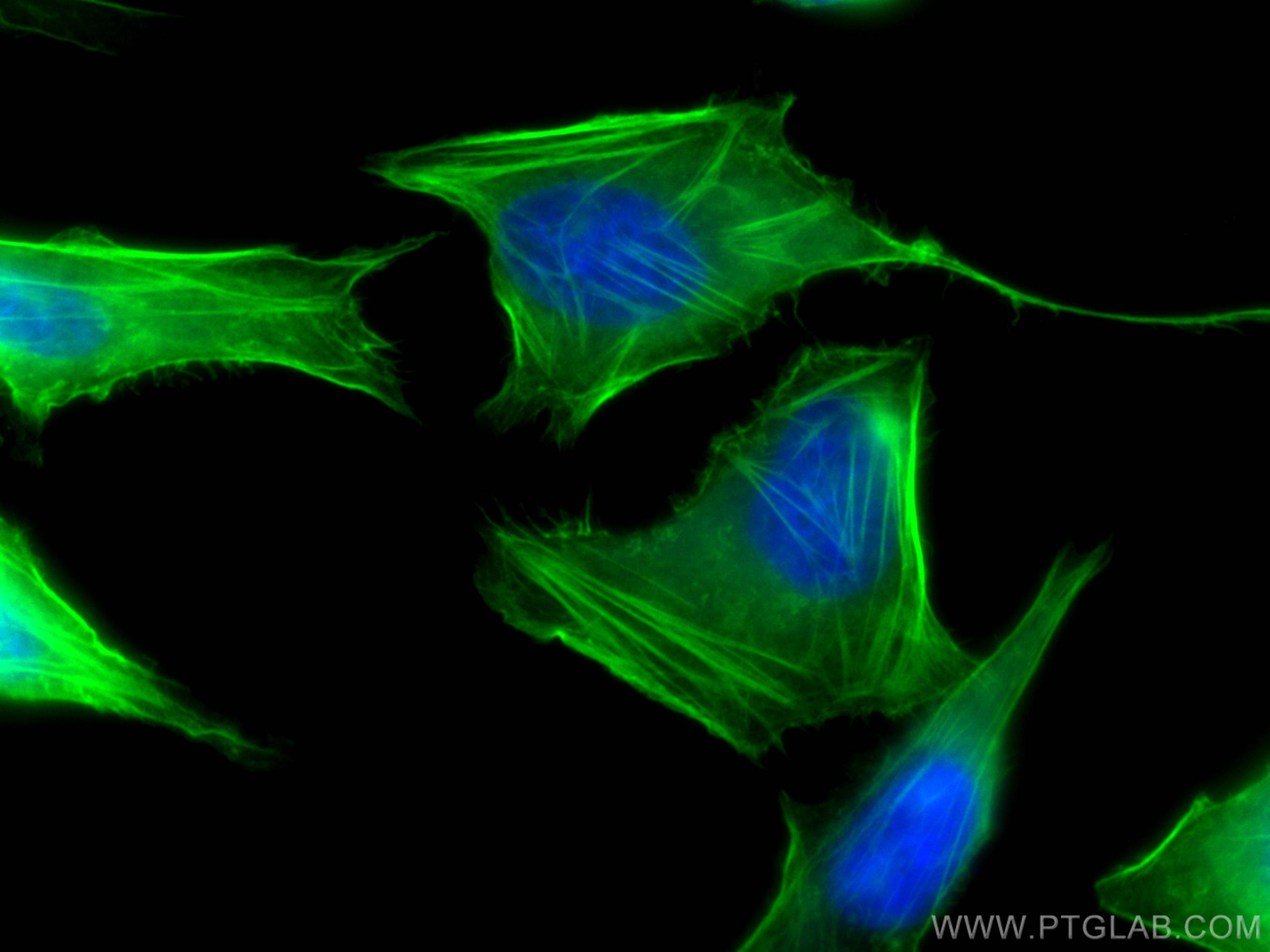 Immunofluorescence (IF) / fluorescent staining of HeLa cells using CoraLite® Plus 488-conjugated FLNA Monoclonal anti (CL488-67133)