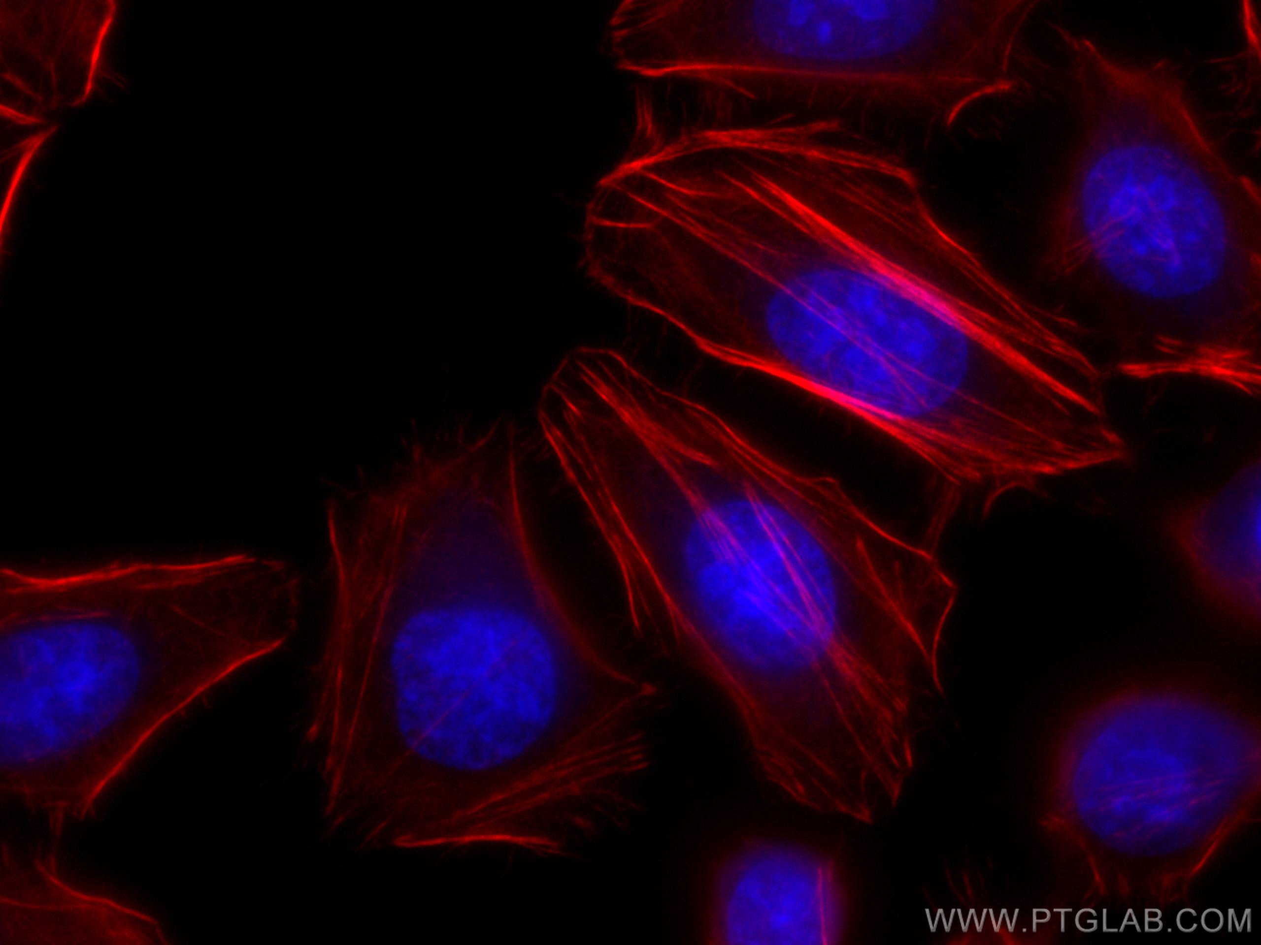 Immunofluorescence (IF) / fluorescent staining of HeLa cells using CoraLite®594-conjugated FLNA Monoclonal antibody (CL594-67133)