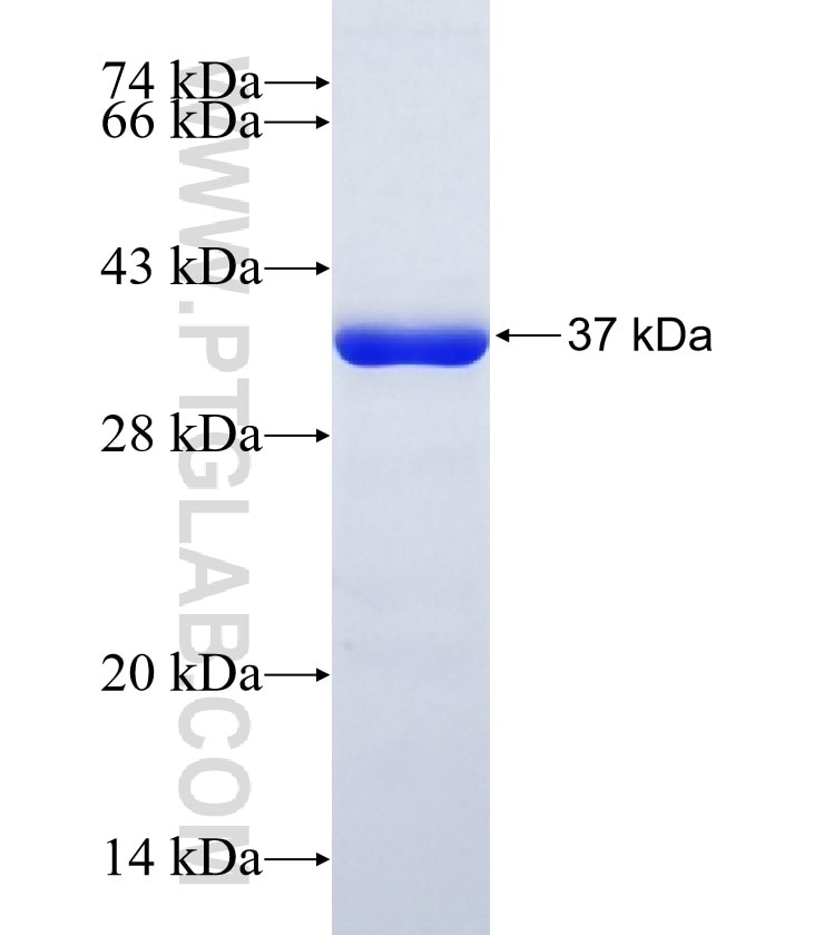FLNA fusion protein Ag23291 SDS-PAGE