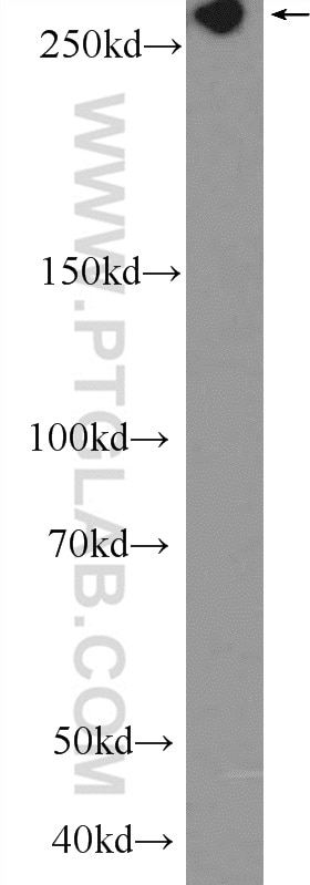 Western Blot (WB) analysis of NIH/3T3 cells using FLNB Polyclonal antibody (20685-1-AP)