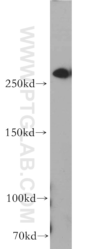 WB analysis of HeLa using 20685-1-AP