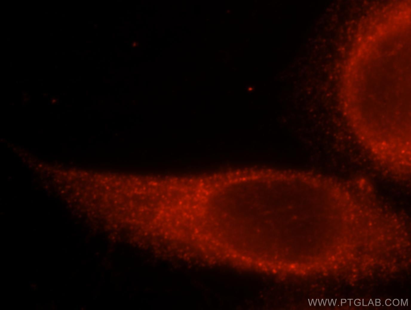 Immunofluorescence (IF) / fluorescent staining of HeLa cells using Flotillin 1 Polyclonal antibody (15571-1-AP)