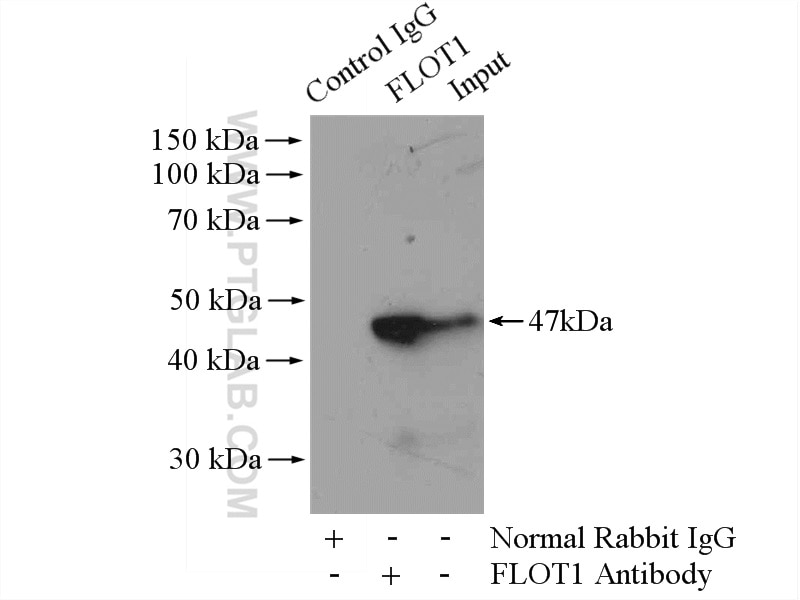 Immunoprecipitation (IP) experiment of mouse brain tissue using Flotillin 1 Polyclonal antibody (15571-1-AP)