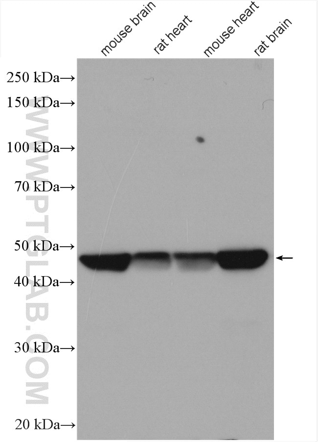 Western Blot (WB) analysis of various lysates using Flotillin 1 Polyclonal antibody (15571-1-AP)