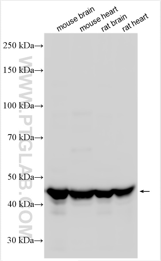 Western Blot (WB) analysis of various lysates using Flotillin 1 Polyclonal antibody (15571-1-AP)