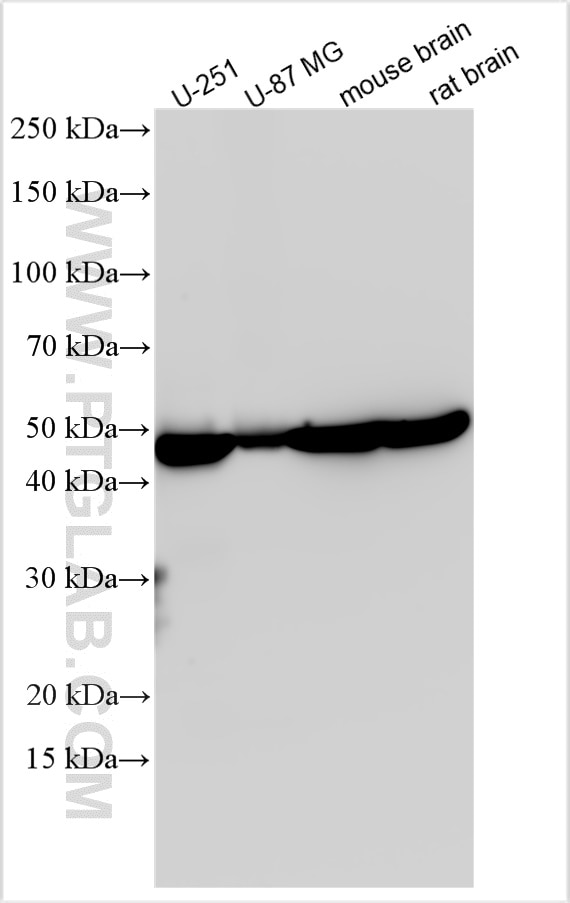 Western Blot (WB) analysis of various lysates using Flotillin 1 Polyclonal antibody (15571-1-AP)
