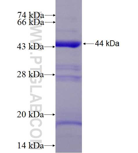 Flotillin 1 fusion protein Ag8694 SDS-PAGE